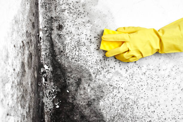Best Air Quality Testing for Mold Spores  in Cordes Lakes, AZ